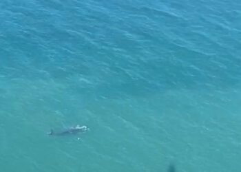 Investigadores del CENPAT contabilizaron 1.375 ballenas francas australes en las costas de Chubut