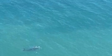 Investigadores del CENPAT contabilizaron 1.375 ballenas francas australes en las costas de Chubut