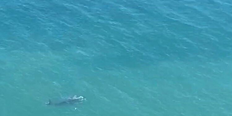 Investigadores del CENPAT contabilizaron 1.375 ballenas francas australes en las costas de Chubut