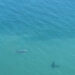 Investigadores del CENPAT contabilizaron 1.375 ballenas francas australes en las costas de Chubut