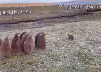 Pingüinos rey conocieron a un gato por primera vez en las Islas Malvinas y la escena enterneció a todos