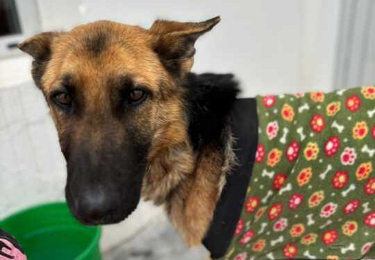 Piden abrir una investigación por el maltrato y crueldad de cuatro perros en Rawson