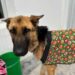 Piden abrir una investigación por el maltrato y crueldad de cuatro perros en Rawson