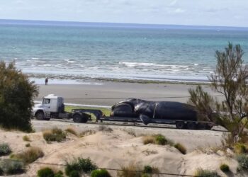 Investigan la muerte de cuatro ballenas halladas en menos de 24 horas en Puerto Madryn