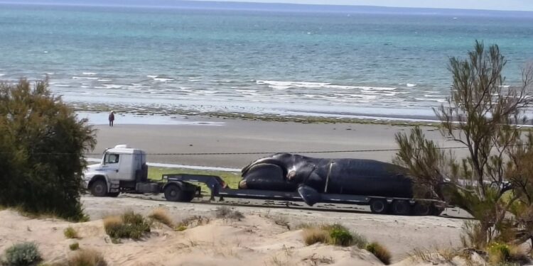 Investigan la muerte de cuatro ballenas halladas en menos de 24 horas en Puerto Madryn