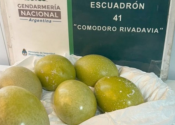 Seis huevos de choique fueron encontrados en un vehículo sobre la Ruta 3
