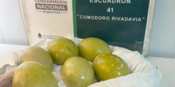 Seis huevos de choique fueron encontrados en un vehículo sobre la Ruta 3