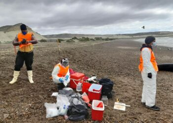 Varamiento de ballenas: especialistas intensifican el monitoreo sanitario y estudian las causas