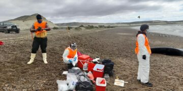 Varamiento de ballenas: especialistas intensifican el monitoreo sanitario y estudian las causas