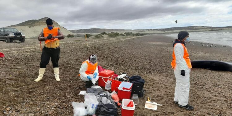 Varamiento de ballenas: especialistas intensifican el monitoreo sanitario y estudian las causas