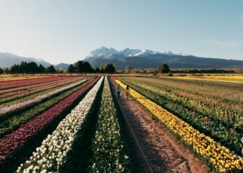 Chubut acompaña una nueva Temporada de Tulipanes en Trevelin con una fuerte llegada de turistas a la Cordillera