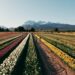Chubut acompaña una nueva Temporada de Tulipanes en Trevelin con una fuerte llegada de turistas a la Cordillera