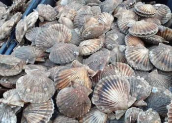 Buscan restaurar los bancos naturales de vieiras para fortalecer la pesca artesanal en Chubut