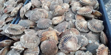 Buscan restaurar los bancos naturales de vieiras para fortalecer la pesca artesanal en Chubut