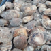 Buscan restaurar los bancos naturales de vieiras para fortalecer la pesca artesanal en Chubut